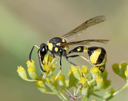 Réf. 242 908 : Eumenes mediterraneus mediterraneus